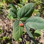 Lonicera utahensis Fruit