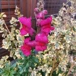 Antirrhinum majus Cvet