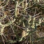 Cylindropuntia ramosissima Leaf