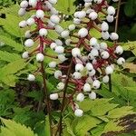 Astilbe rubra Frutto