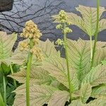 Rodgersia podophylla Квітка