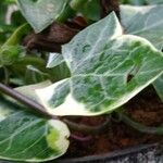 Senecio macroglossus Hoja