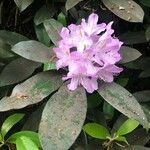 Rhododendron ponticum Virág