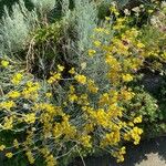 Helichrysum italicum Агульны выгляд