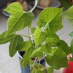 Ipomoea nil Leaf