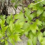 Tacca leontopetaloides Liść