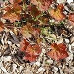 Heuchera micrantha Folha