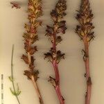 Orobanche gracilis Otro