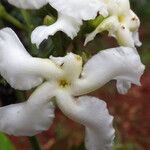 Tabernaemontana brachyantha Flower