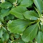 Pachysandra terminalis Листок