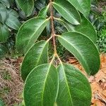 Ligustrum lucidum Leaf