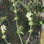 Stachys spinulosa Žiedas