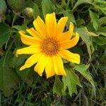 Tithonia diversifolia Blomma