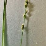Carex divulsa Квітка