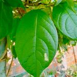 Banisteriopsis caapi List