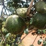Strychnos spinosa Fruit