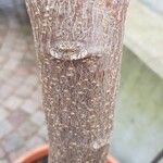 Manihot grahamii Bark