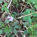 Lespedeza procumbens Lehti