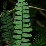 Adiantum terminatum Folha