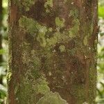 Chrysophyllum pomiferum Corteza