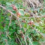 Cotoneaster integerrimusПлод