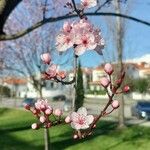 Prunus cerasifera Květ