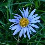 Aster alpinusKvet