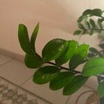 Zamioculcas zamiifolia Ліст