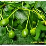 Prunus mahaleb Frucht