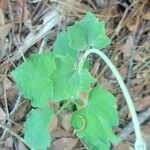 Mikania cordifolia Leaf