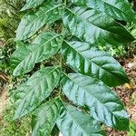 Swietenia macrophylla Leaf