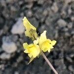 Linaria caesia Flor
