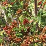 Salix breviserrata Mbuma