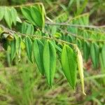 Xylopia frutescens Leaf