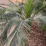 Macrozamia communis 葉