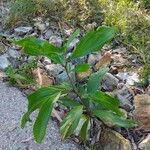 Acacia mangium Ліст