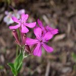 Atocion armeria Flor