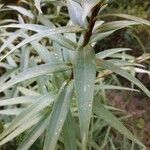 Lilium henryi Leaf