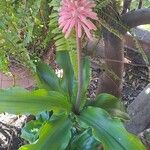 Veltheimia bracteata List