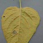 Physalis pubescens Leaf