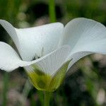 Calochortus leichtlinii Flower