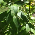 Lilium henryi Leaf