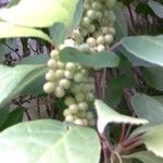 Schisandra chinensis Fruit