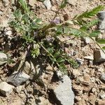 Astragalus sesameus Bark