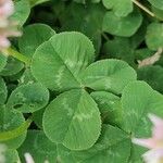 Trifolium hybridum পাতা