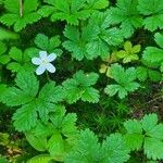 Rubus pedatus Blomst