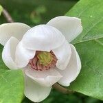 Magnolia sieboldii Cvet