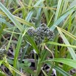 Scirpus sylvaticus Fuelha