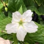 Mirabilis longiflora Blomst