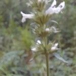 Stachys annuaFlower